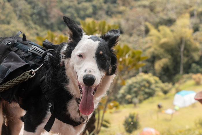Retail Pet Cleaning Products